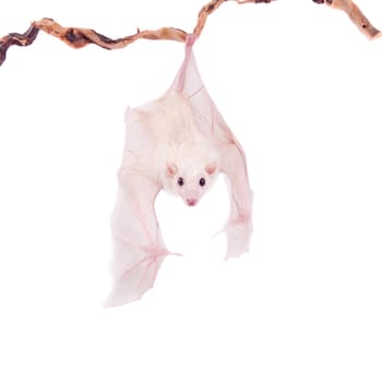 Egyptian fruit bat or rousette, Rousettus aegyptiacus. on white background