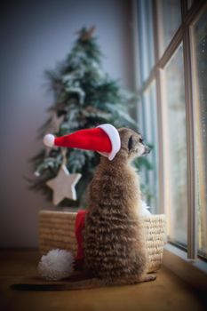 The meerkat or suricate, Suricata suricatta, in decorated room with Christmass tree in front of window