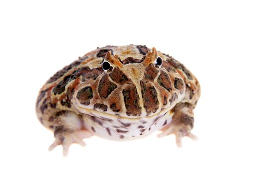 The Cranwell's horned frog, Ceratophrys cranwelli, isolated on white background