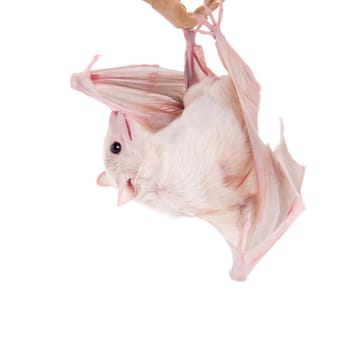 Egyptian fruit bat or rousette, Rousettus aegyptiacus. on white background