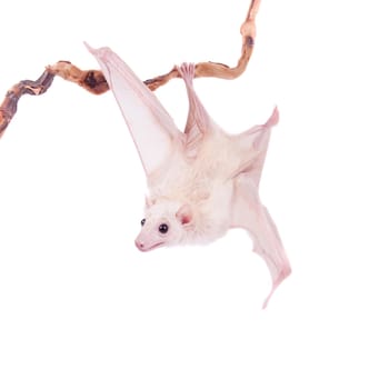 Egyptian fruit bat or rousette, Rousettus aegyptiacus. on white background