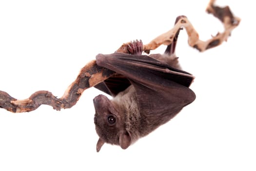 Egyptian fruit bat or rousette, Rousettus aegyptiacus. on white background