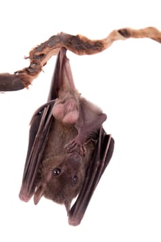 Egyptian fruit bat or rousette, Rousettus aegyptiacus. on white background