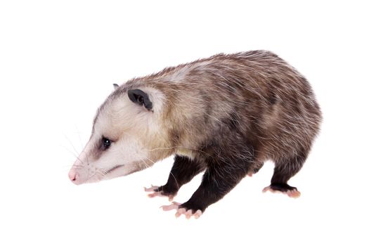 The Virginia or North American opossum, Didelphis virginiana, isolated on white background