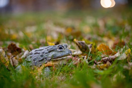 The African bullfrog, Pyxicephalus adspersus, in autumn park