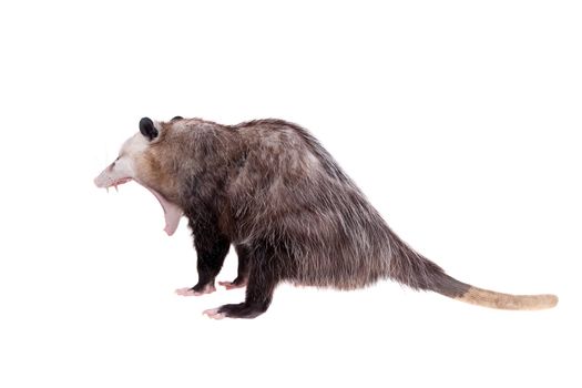 The Virginia or North American opossum, Didelphis virginiana, isolated on white background