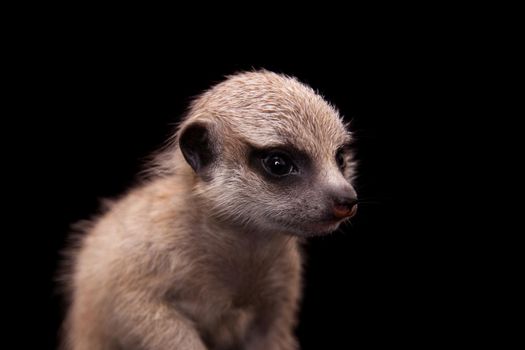 The meerkat or suricate cub, Suricata suricatta, isolated on black