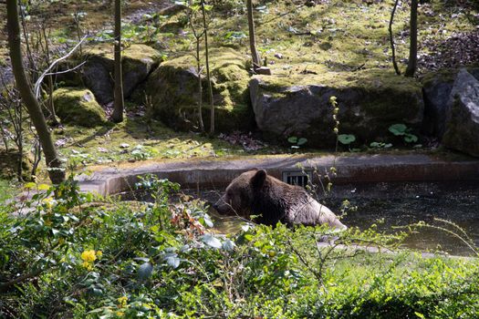 a brown bear swims in a swimming pool on a sunny spring day in the green zoo wuppertal germanyHigh quality photo