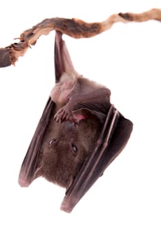 Egyptian fruit bat or rousette, Rousettus aegyptiacus. on white background