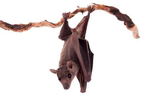 Egyptian fruit bat or rousette, Rousettus aegyptiacus. on white background