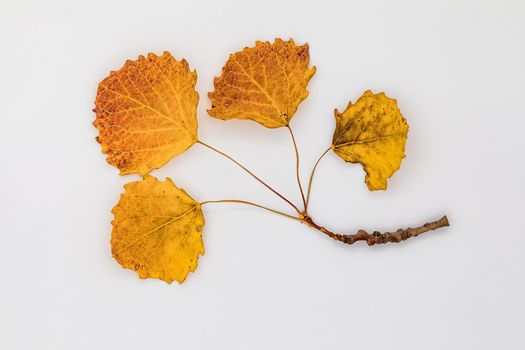 Ensemble of 4 small leaves on a stem with the autumn colors yellow, orange and brown