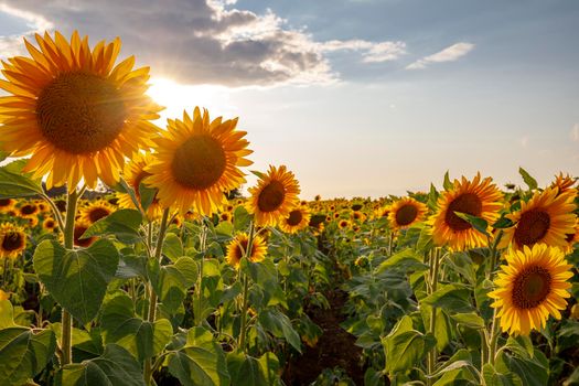 Sunflower flowers against the blue sky. Back light