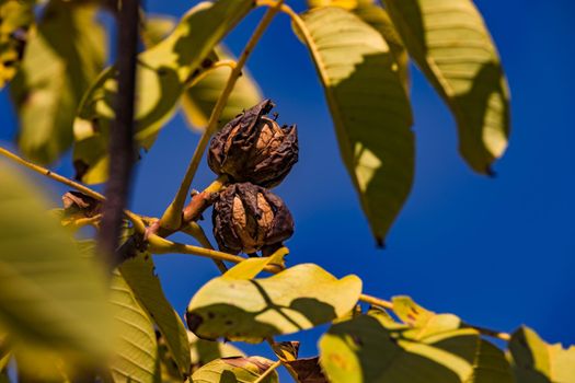 Walnuts with a cracked brown shell on a walnut tree in autumn in Germany