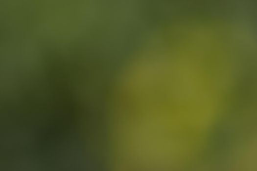 Completely blurred background in the natural colors green, light green and dark green from a picture of a green hedge