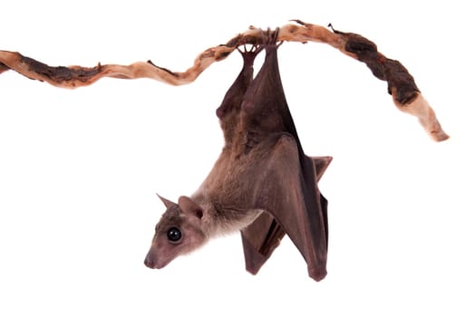 Egyptian fruit bat or rousette, Rousettus aegyptiacus. on white background