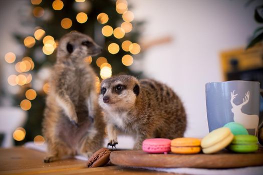 The meerkat or suricate cubs, Suricata suricatta, in decorated room with Christmass tree. New Years celebration.