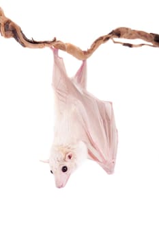 Egyptian fruit bat or rousette, Rousettus aegyptiacus. on white background