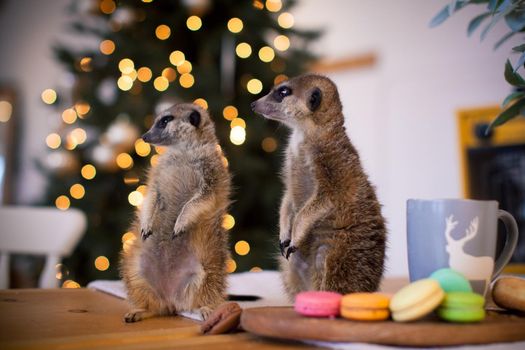 The meerkat or suricate cubs, Suricata suricatta, in decorated room with Christmass tree. New Years celebration.