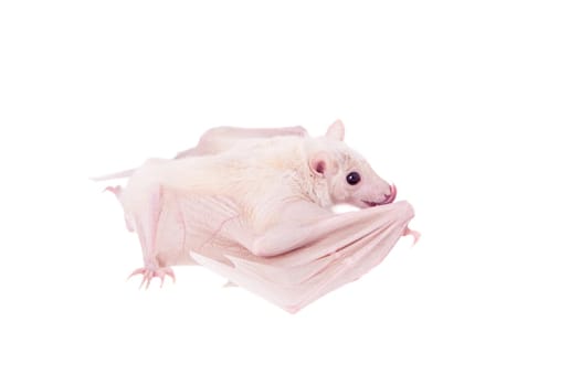 Egyptian fruit bat or rousette, Rousettus aegyptiacus. on white background