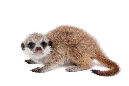 The meerkat or suricate cub, Suricata suricatta, isolated on white