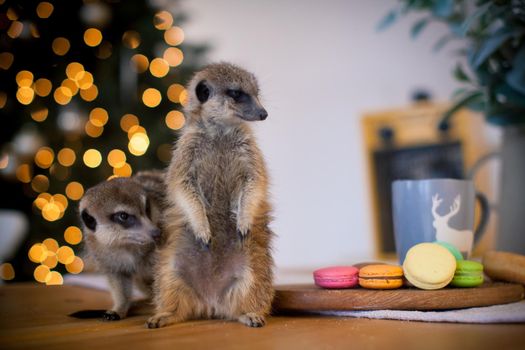The meerkat or suricate cubs, Suricata suricatta, in decorated room with Christmass tree. New Years celebration.