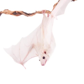 Egyptian fruit bat or rousette, Rousettus aegyptiacus. on white background