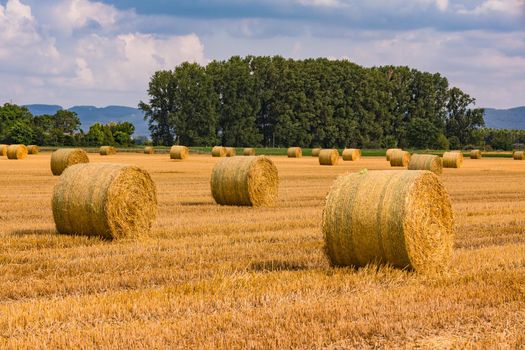 Round bales in a harvested field after hay harvest in summer