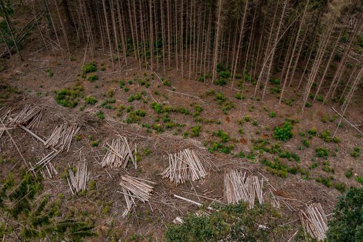 Climate change is fueling the death of spruce and pine forests in Germany