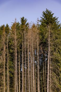 Drought and increased insect infestation are reasons for forest dieback in Germany