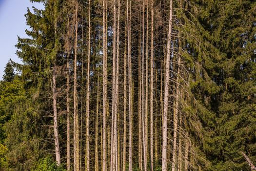 The forest dieback in the German forest can be seen almost everywhere