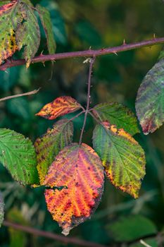 Colorful image of an autumn leaf with distinctive colors and shapes