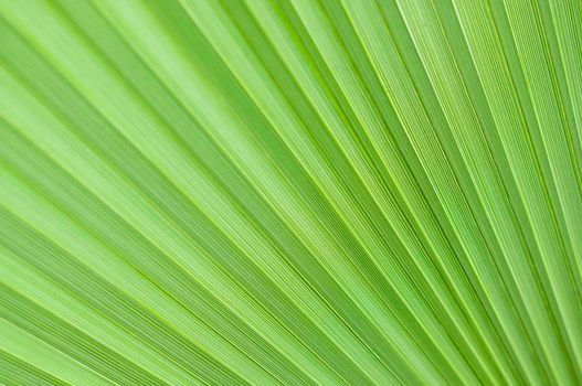 abstract texture Fans of light green palm leaf, natural leafy background High quality photo