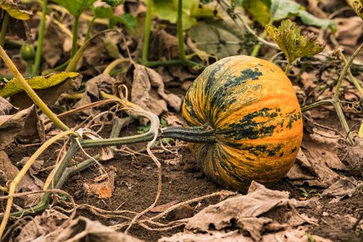 Styrian oil pumpkin in a Bavarian garden in Germany