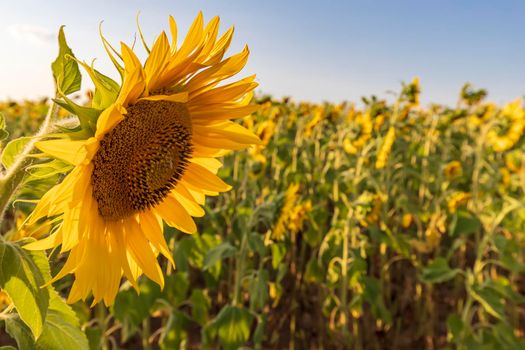 sunflower field over cloudy blue sky and big sunflower