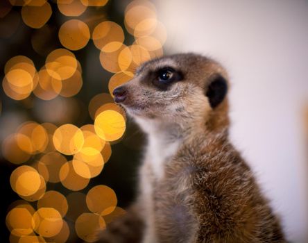 The meerkat or suricate, Suricata suricatta, in decorated room with Christmass tree. New Years celebration.