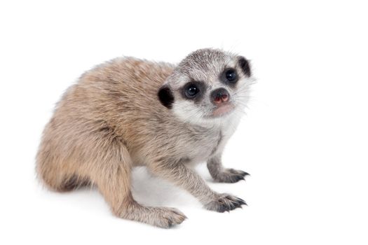 The meerkat or suricate cub, Suricata suricatta, isolated on white