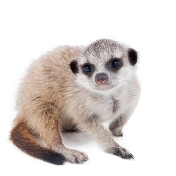 The meerkat or suricate cub, Suricata suricatta, isolated on white