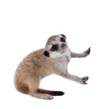 The meerkat or suricate cub, Suricata suricatta, isolated on white