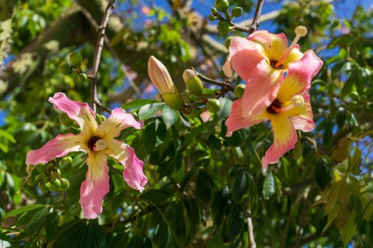 A Ceiba Chorizia tree blooming with yellow-pink flowers against a blue sky. Natural background