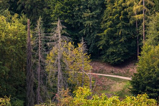 Drone image of individual sick and dead spruce trees in a green mixed forest in Germany