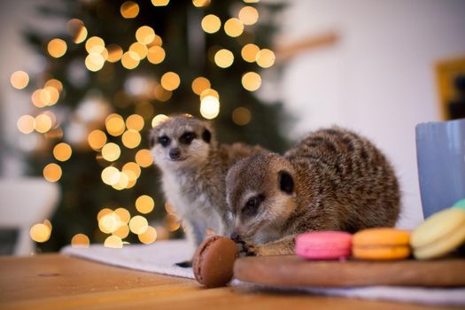 The meerkat or suricate cubs, Suricata suricatta, in decorated room with Christmass tree. New Years celebration.