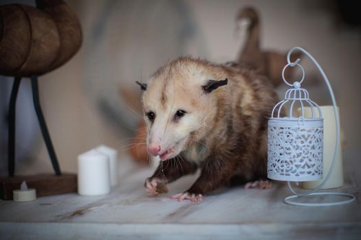 The Virginia or North American opossum, Didelphis virginiana, on a table