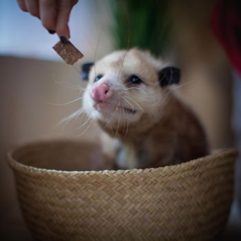 The Virginia or North American opossum, Didelphis virginiana, in a basket