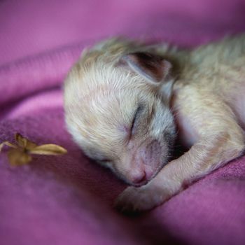 Cute Newborn fennec fox cub on hand, 2 weeks old