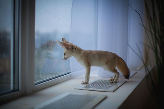 Pretty Fennec fox, Vulpes zerda, cub in front of window