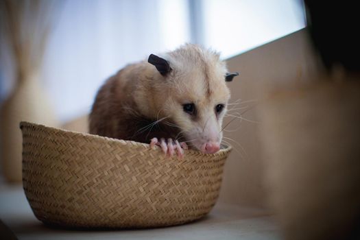 The Virginia or North American opossum, Didelphis virginiana, in a basket