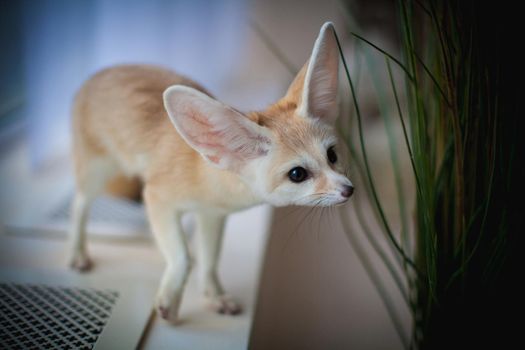 Pretty Fennec fox, Vulpes zerda, cub in front of window