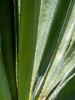 Agave succulent plant, close up white wax on freshness leaves with thorn of Agave leaf