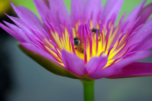 Bee in the purple petal and yellow pollen of water Lily