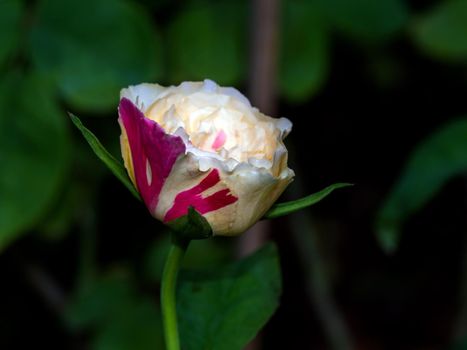 Shape and colors of Fugetsu roses that bloom in Tropical climates